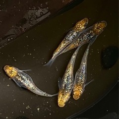 めだか無人販売の画像