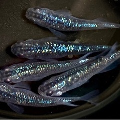 めだか無人販売の画像