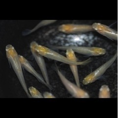 めだか 無人販売の画像