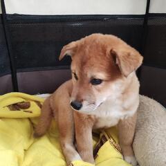 3ヶ月のビビリの男の子