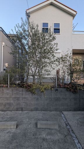 【取引終了】オリーブの木（品種：ルッカ）　高さ：約3m20cm　幅：約2m50cm　樹齢約7年　シンボルツリーにいかが？