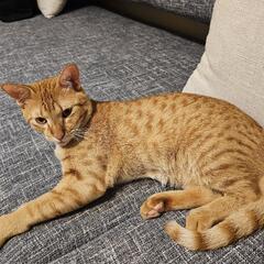 オシキャットMIX?? お座りができる賢い猫です🐱