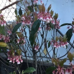 ＊2ピンクシャンデリア　　　　　１２０センチ＊の画像