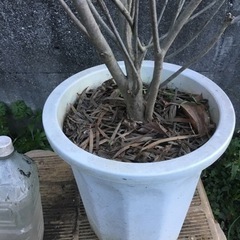 ＊2ピンクシャンデリア　　　　　１２０センチ＊の画像