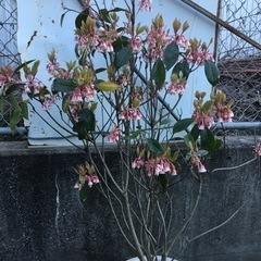 ＊2ピンクシャンデリア　　　　　１２０センチ＊の画像