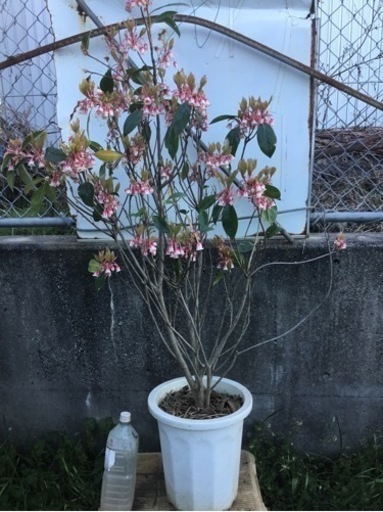 ＊2ピンクシャンデリア　　　　　１２０センチ＊