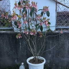 ＊2ピンクシャンデリア　　　　　１２０センチ＊