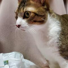 オスネコ９ヶ月譲ります、
