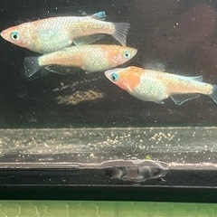 サバンナ様直系アロエめだか有精卵15オマケゾウリムシの画像
