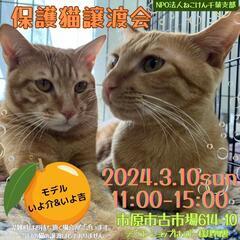 🌸ねこけん千葉支部保護猫譲渡会開催しま～す‼️