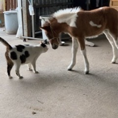 黒毛和牛繁殖、飼料作物、農業一般の画像