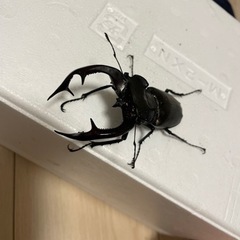 アクベシアヌスミヤマトリオ