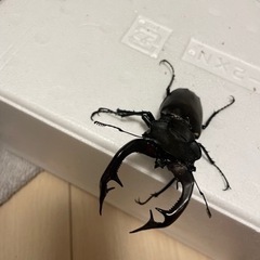 アクベシアヌスミヤマトリオの画像