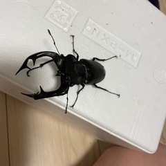 アクベシアヌスミヤマトリオの画像