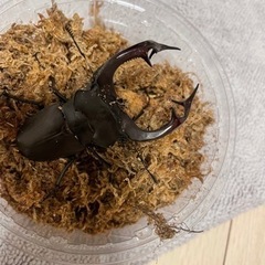 アクベシアヌスミヤマトリオの画像