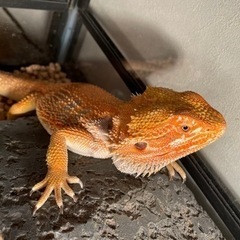 フトアゴの里親を探してます。