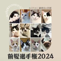 4月27日(土) 猫の譲渡会🐈