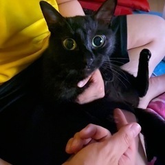 黒猫のメス猫ちゃんです - 里親募集