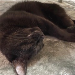 黒猫のメス猫ちゃんです - 猫