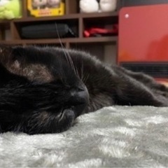 黒猫のメス猫ちゃんです − 京都府