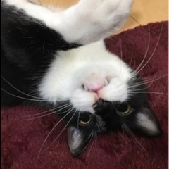 かなり人懐っこい黒白のオス猫ちゃん - 猫