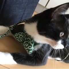 かなり人懐っこい黒白のオス猫ちゃん - 京都市