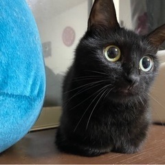 黒猫のメス猫ちゃんです