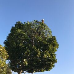 明るい職場で元気に楽しく働きたい人へ　　未経験者大歓迎　庭師　・　職人さんを目指す人も大歓迎　アルバイトも大歓迎の画像