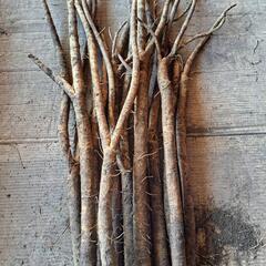 訳ありゴボウ　5㎏以上の画像