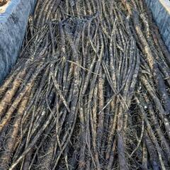 訳ありゴボウ　5㎏以上の画像