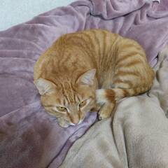 迷い猫！有田郡有田川町徳田から脱走　無事に保護してくださった方１...