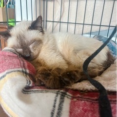 小柄なシャムちゃん🐈メス♀1歳前後🌸