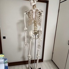 人体模型