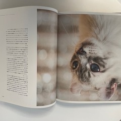 猫の図鑑・図鑑・猫グッズ・写真集の画像