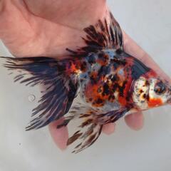 完売🙇🐟キャリコ柄バツグン❗❗ 国産　キャリコ琉金　約１６センチ...