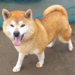 落ち着いた柴の女の子