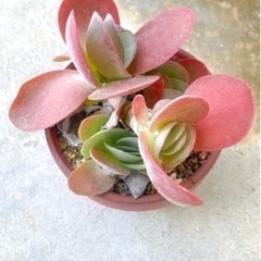 多肉植物の画像