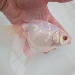 完売🙇🐟白琉金(桜系)特大サイズ❗❗　約20センチ前後 ビッグサ...