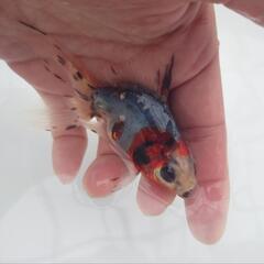 🐟平賀産　キャリコ琉金　浅葱もキレイ✨育成、観賞楽しめると思います✨約10センチ前後 安心現物❗№6の画像