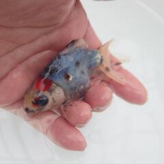 🐟平賀産　キャリコ琉金　浅葱もキレイ✨育成、観賞楽しめると思います✨約10センチ前後 安心現物❗№6の画像