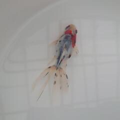 🐟平賀産　キャリコ琉金　浅葱もキレイ✨育成、観賞楽しめると思います✨約10センチ前後 安心現物❗№6の画像