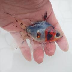 🐟平賀産　キャリコ琉金　浅葱もキレイ✨育成、観賞楽しめると思いま...