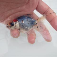 🐟平賀産　キャリコ琉金　浅葱もキレイ✨育成、観賞楽しめると思います✨約10センチ前後 安心現物❗№6の画像