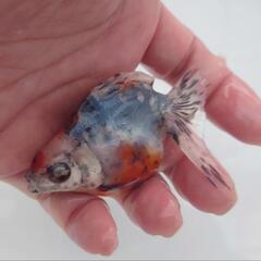 🐟平賀産　キャリコ琉金　浅葱もキレイ✨育成、観賞楽しめると思います✨約９センチ前後 安心現物❗№7の画像