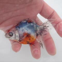 🐟平賀産　キャリコ琉金　浅葱もキレイ✨育成、観賞楽しめると思います✨約９センチ前後 安心現物❗№7の画像