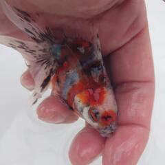 🐟平賀産　キャリコ琉金　浅葱もキレイ✨育成、観賞楽しめると思います✨約９センチ前後 安心現物❗№7の画像