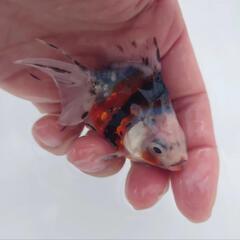 🐟平賀産　キャリコ琉金　浅葱もキレイ✨育成、観賞楽しめると思います✨約８センチ前後 安心現物❗№８の画像
