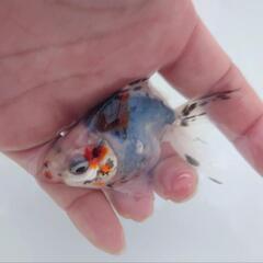 🐟平賀産　キャリコ琉金　浅葱もキレイ✨育成、観賞楽しめると思います✨約８センチ前後 安心現物❗№８の画像