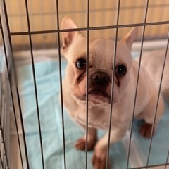 (お話中)ピース君 4歳
