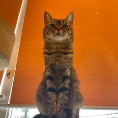里親さん募集中！おっとりマイペースな大人猫 - 宜野湾市